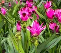 gEMMER PLANT